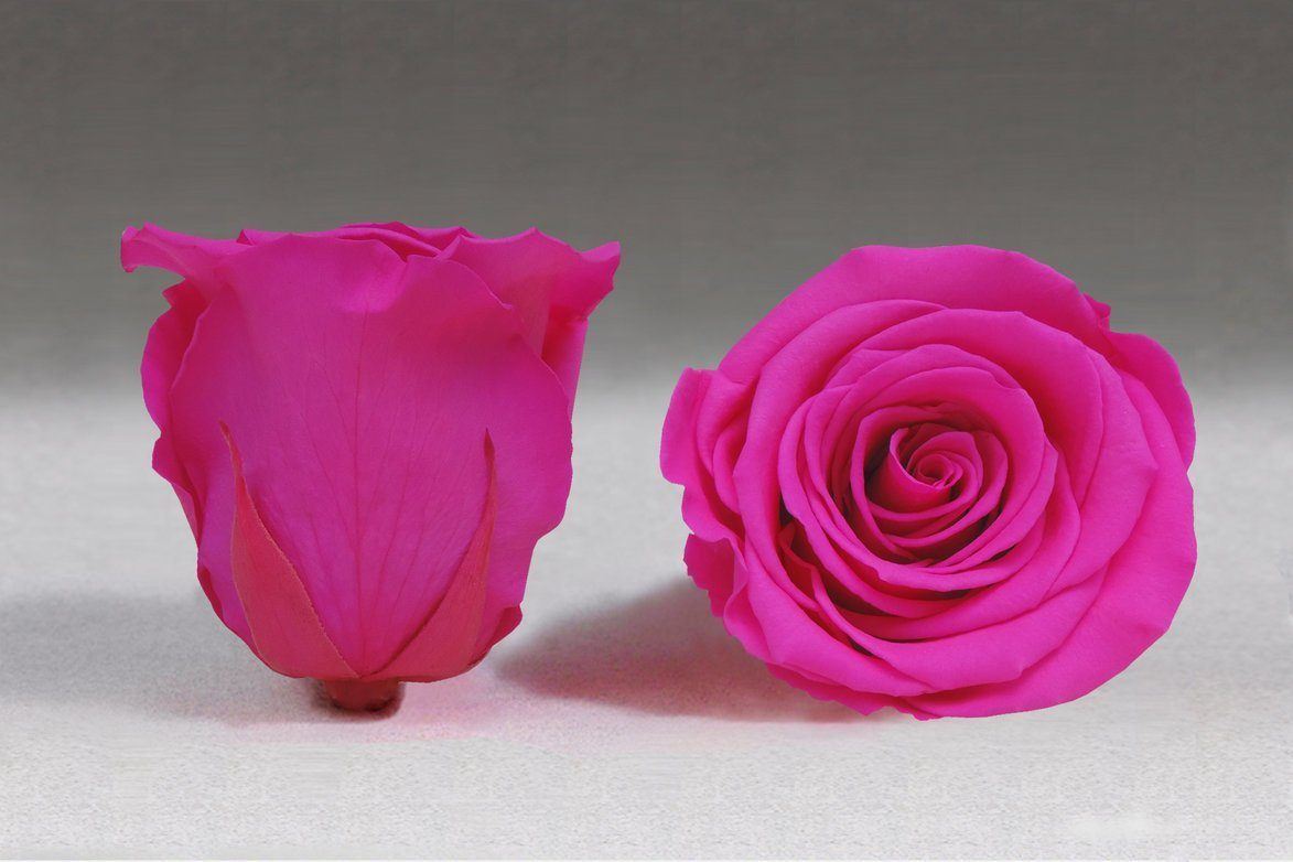 Rosas Fucsia Preservadas - The Prestige Roses Madrid