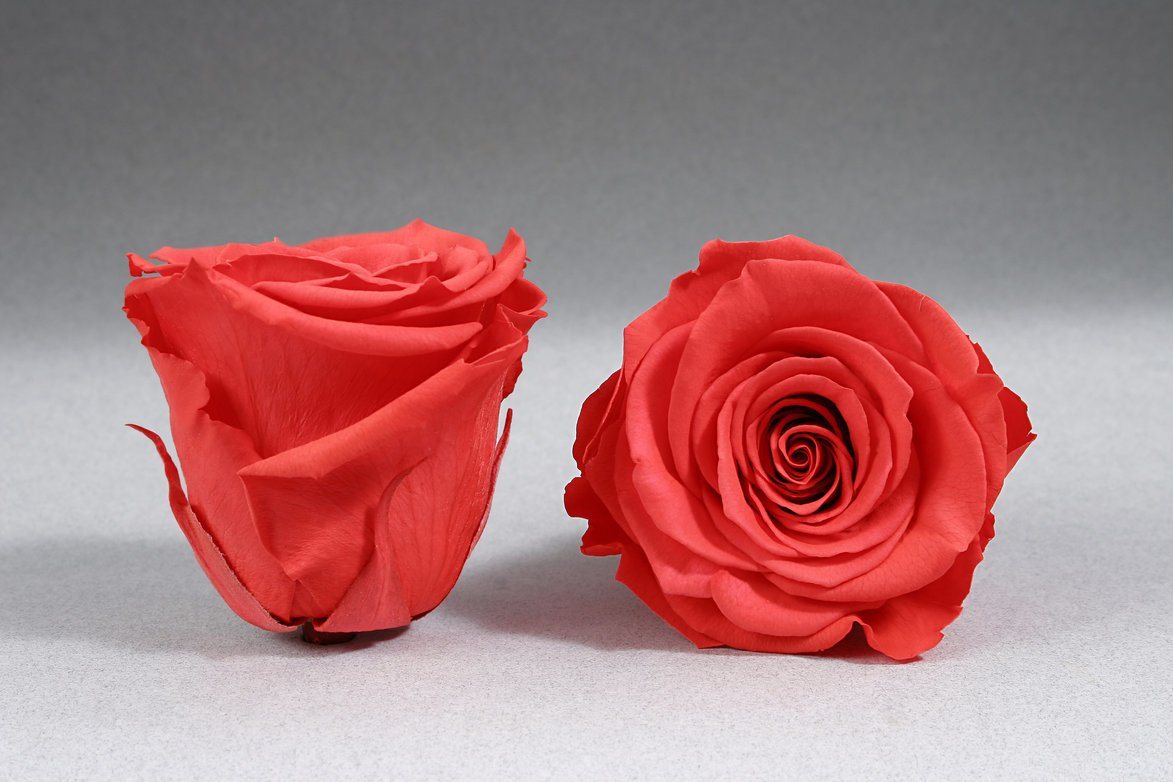 Caja Negro Mini de Rosas Eternas Naranjas | The Prestige Roses - The Prestige Roses Madrid