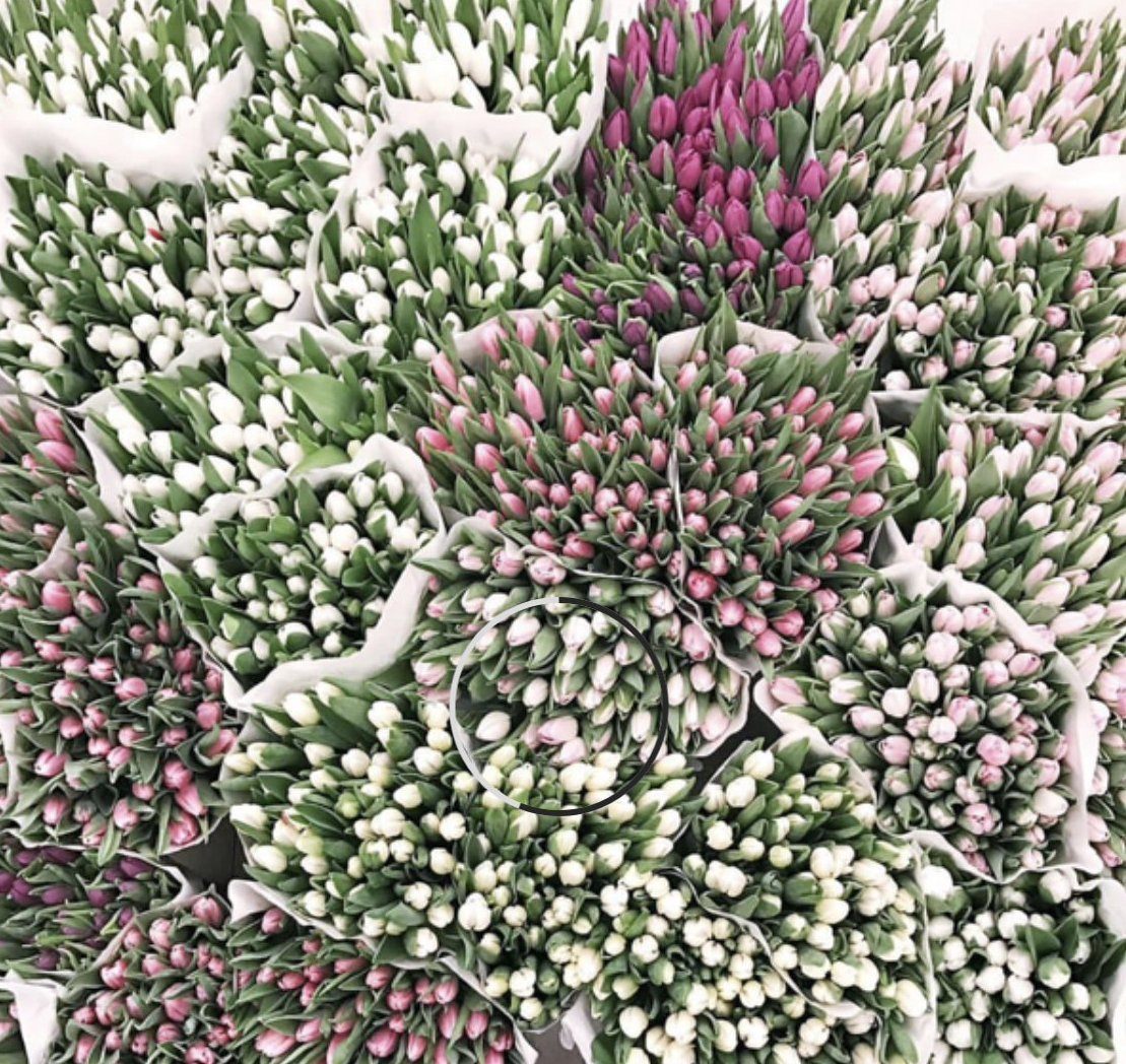 Tulipanes frescos de temporada seleccionados a mano en Madrid