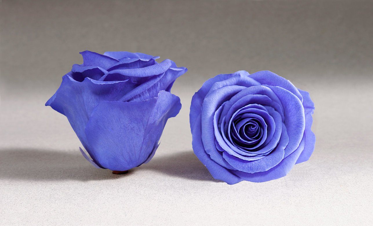 Rosas Moradas Frescas - The Prestige Roses Madrid
