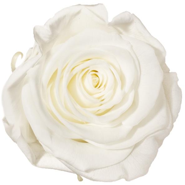 Cúpula Bella y Bestia Grande de Rosas Preservadas Blancas / The Prestige Roses - The Prestige Roses Madrid