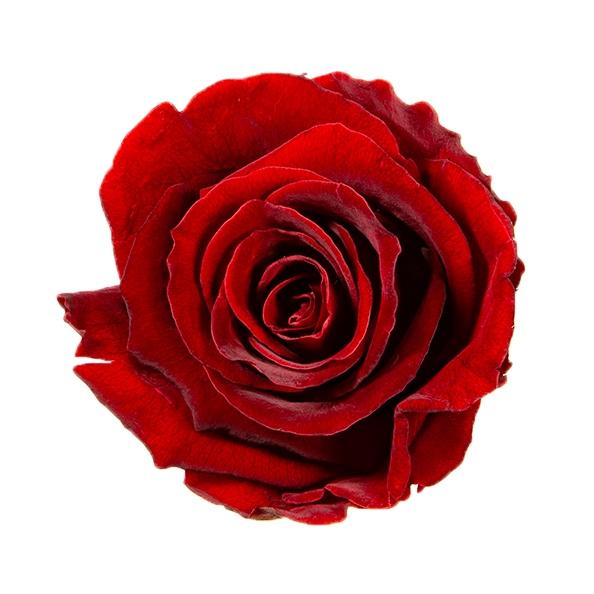 Cúpula Bella y Bestia Grande de Rosas Preservadas Rojas / The Prestige Roses - The Prestige Roses Madrid