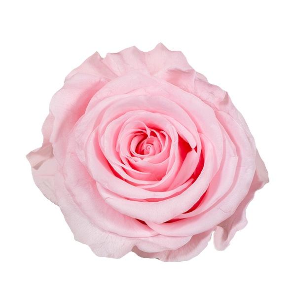 Cúpula Bella y Bestia Grande de Rosas Preservadas Pink / The Prestige Roses - The Prestige Roses Madrid