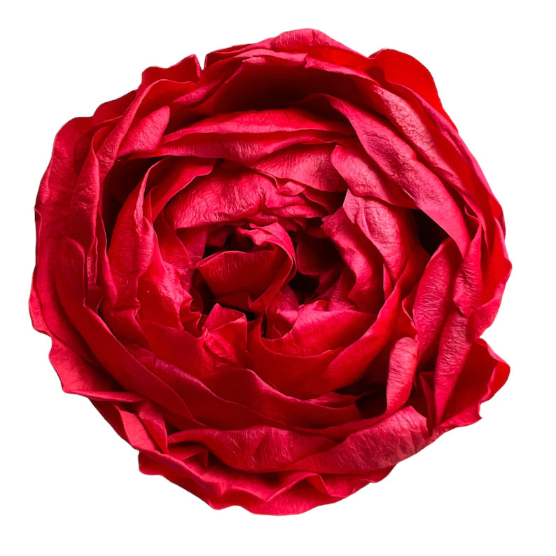 Caja Acrílica de Flores Variadas naturales