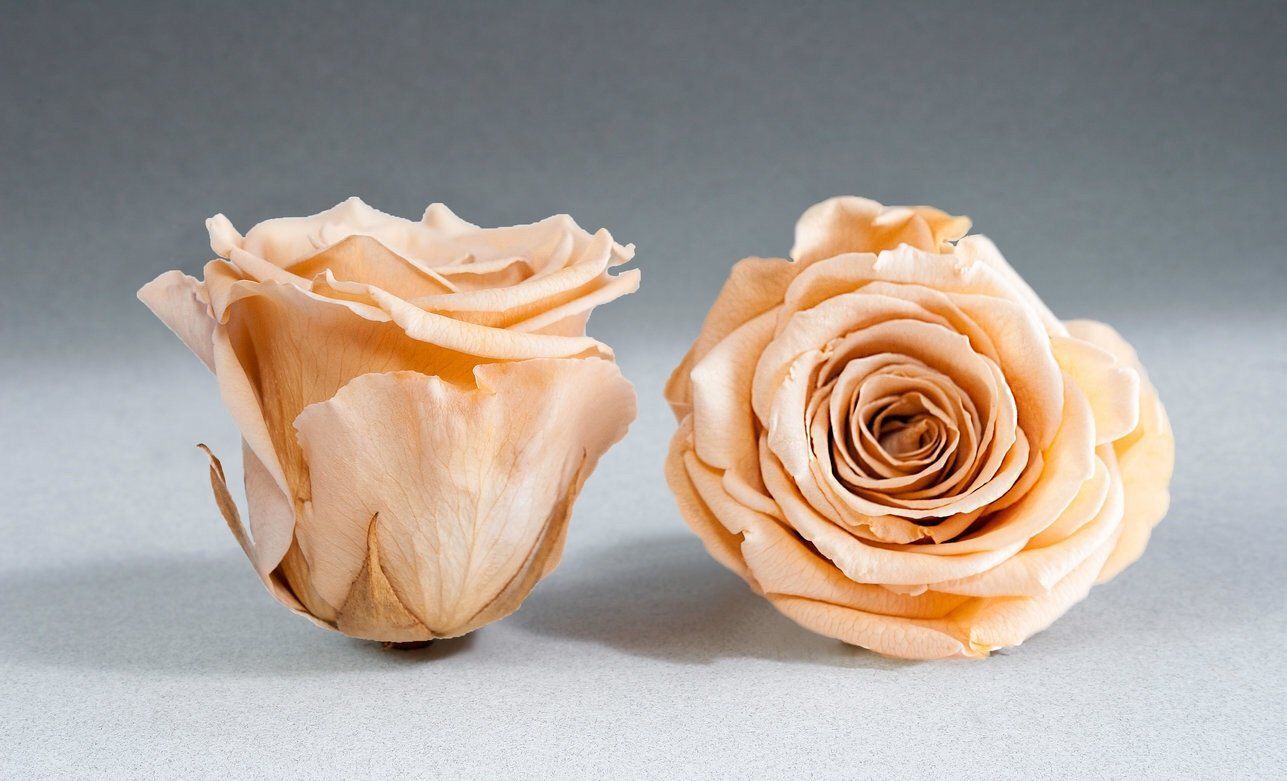 Caja Negro Mini de Rosas Eternas Melócoton | The Prestige Roses - The Prestige Roses Madrid