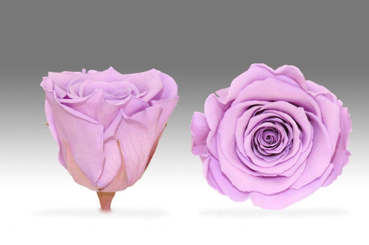Caja Negro Mediano de Rosas Eternas Moradas | The Prestige Roses - The Prestige Roses Madrid