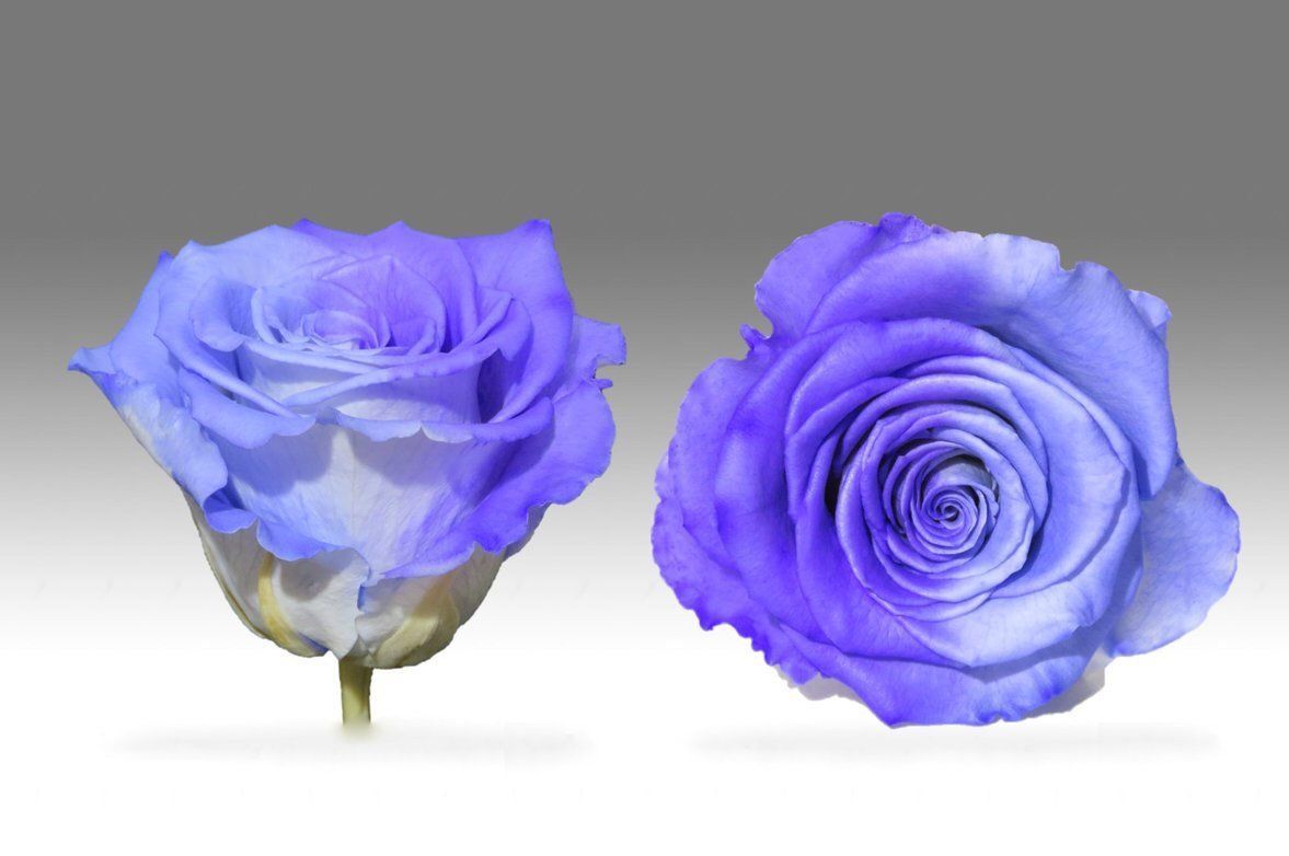 Caja Negro Mediano de Rosas Eternas Moradas | The Prestige Roses - The Prestige Roses Madrid