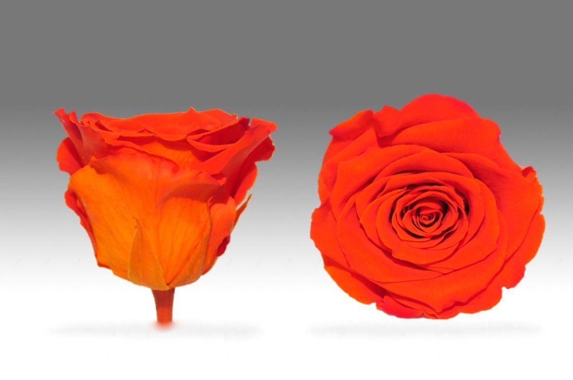 Caja Blanco Grande de Rosas Eternas Naranjas | The Prestige Roses - The Prestige Roses Madrid