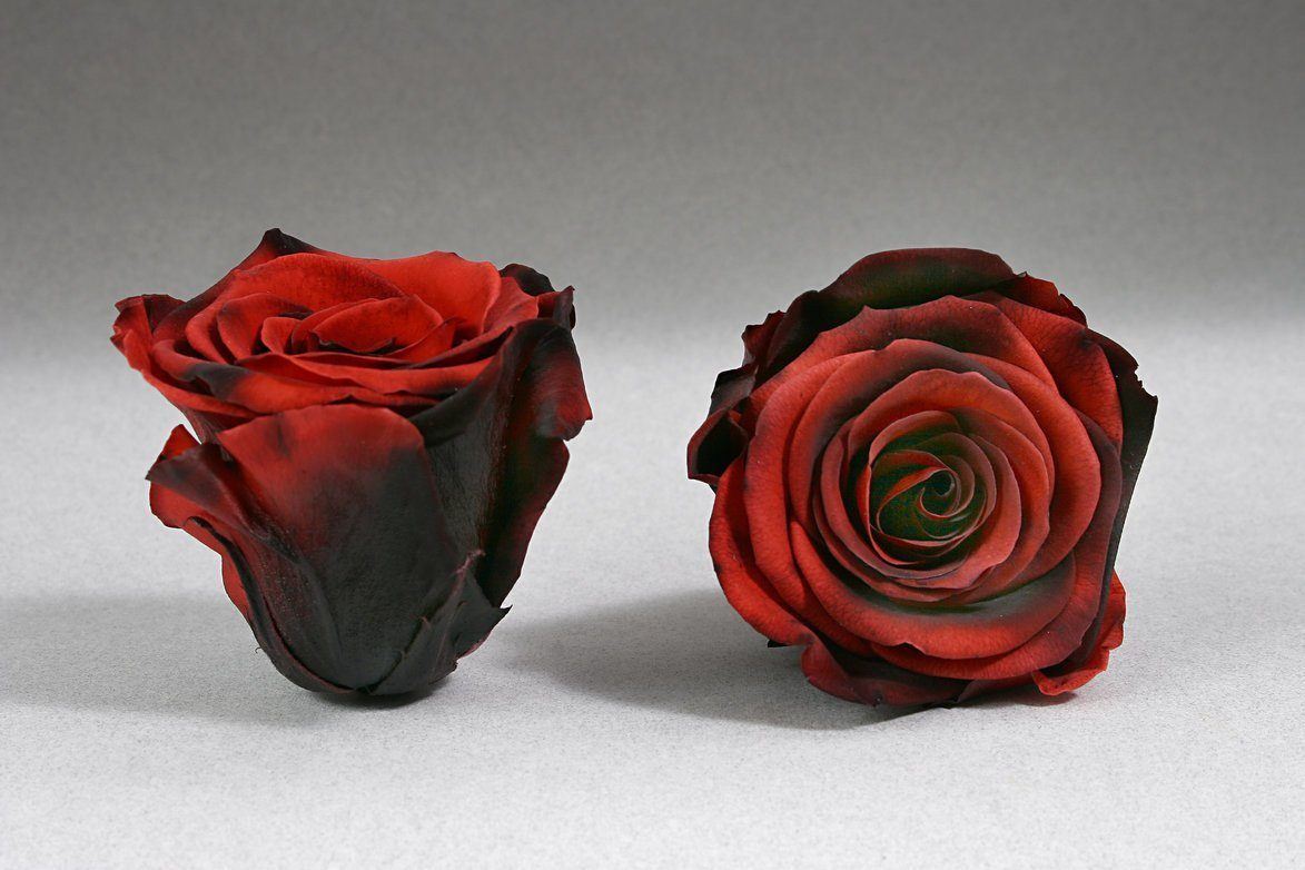 Caja Blanco Mediano de Rosas Eternas Rojas | The Prestige Roses - The Prestige Roses Madrid